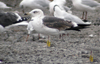 juvenile LBBG, ringed in the Netherlands.